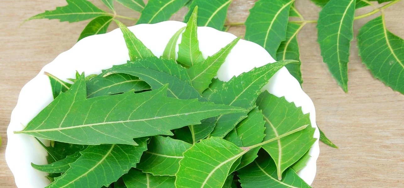 18-Amazing-Benefits-Of-Neem-Leaves-For-Skin-Hair-And-Health