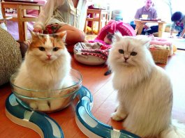 Most Weird & Strange Restaurant