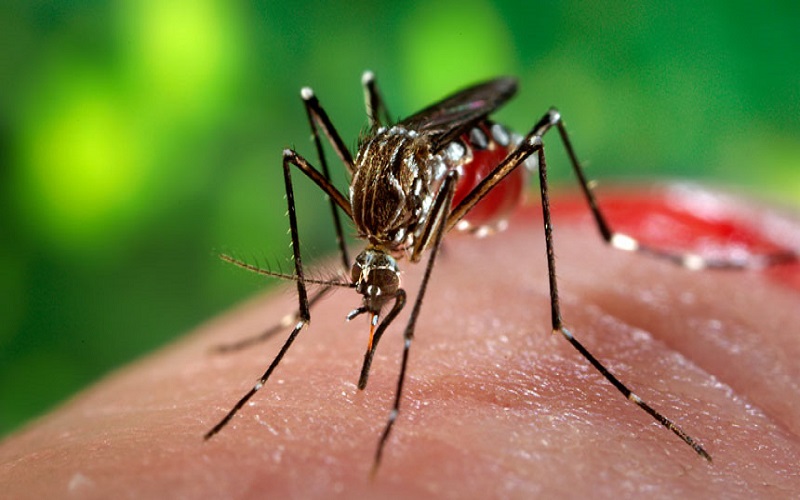 What Is Zika Fever Are You Also Affected With Zika Virus1