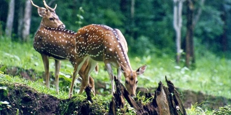 Best WildLife Sancturies In Goa For All Animal Lovers