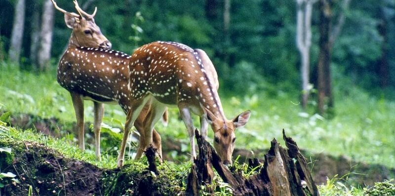 Wildlife In Goa