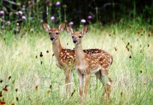 Wildlife In Goa