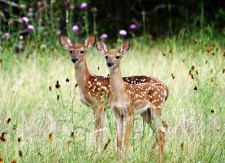 Wildlife In Goa