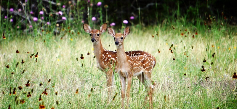 Best WildLife Sancturies In Goa For All Animal Lovers