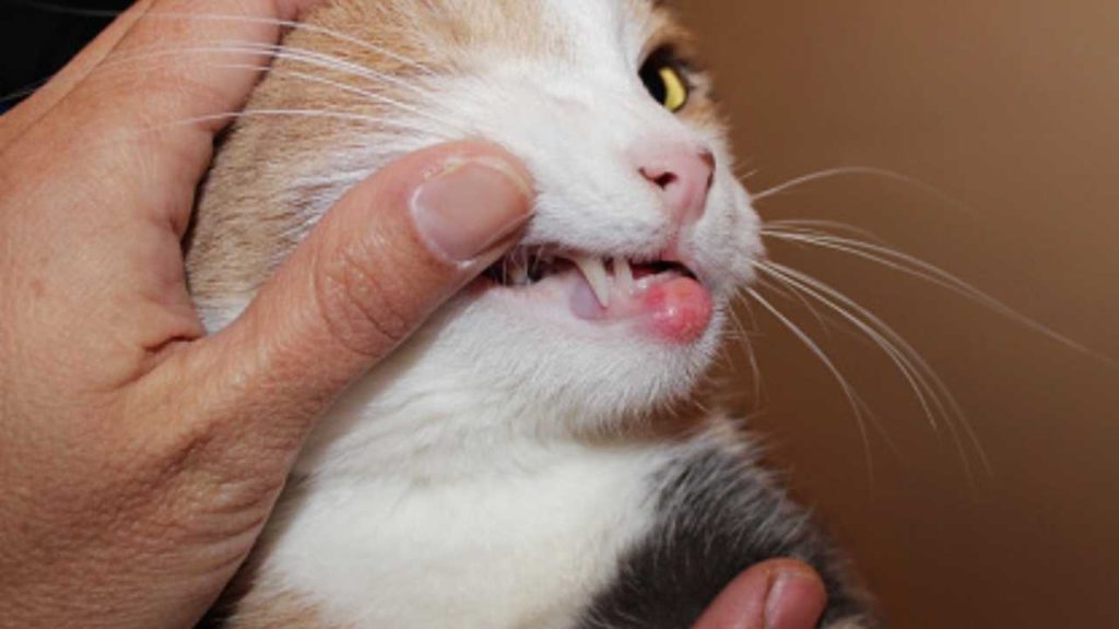 Rodent Ulcer In Cats Causes Symptoms And Treatment Options Ehotbuzz