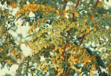 Top 10 Benefits of Using Moringa Powder for Health & Skin