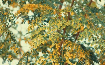 Top 10 Benefits of Using Moringa Powder for Health & Skin